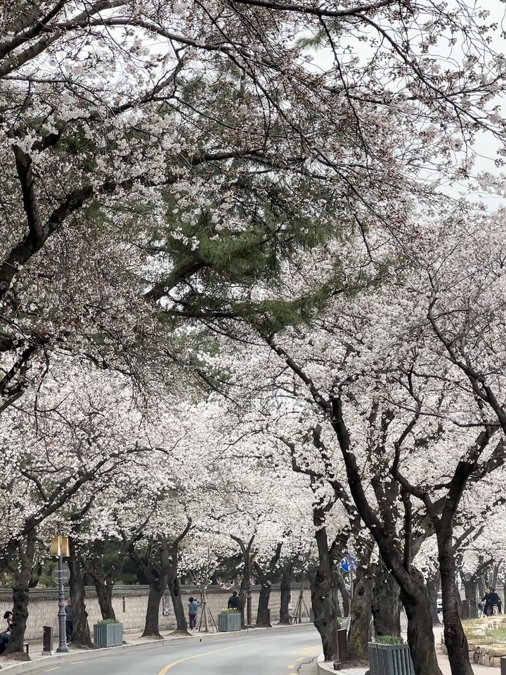 sookohaseyo 게시물 이미지: 봄,나혼자 경주🌸1박2일 코스

1️⃣ 대릉원 돌담길 
하룻밤 사이 만개한 대릉원의...
