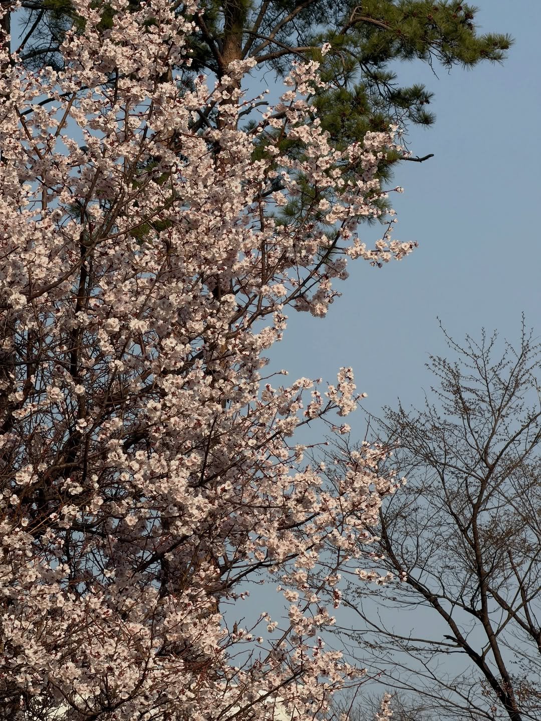 Photo by sookoh 수코 on March 26, 2026. May be an image of shadbush, stone-fruit tree and text.