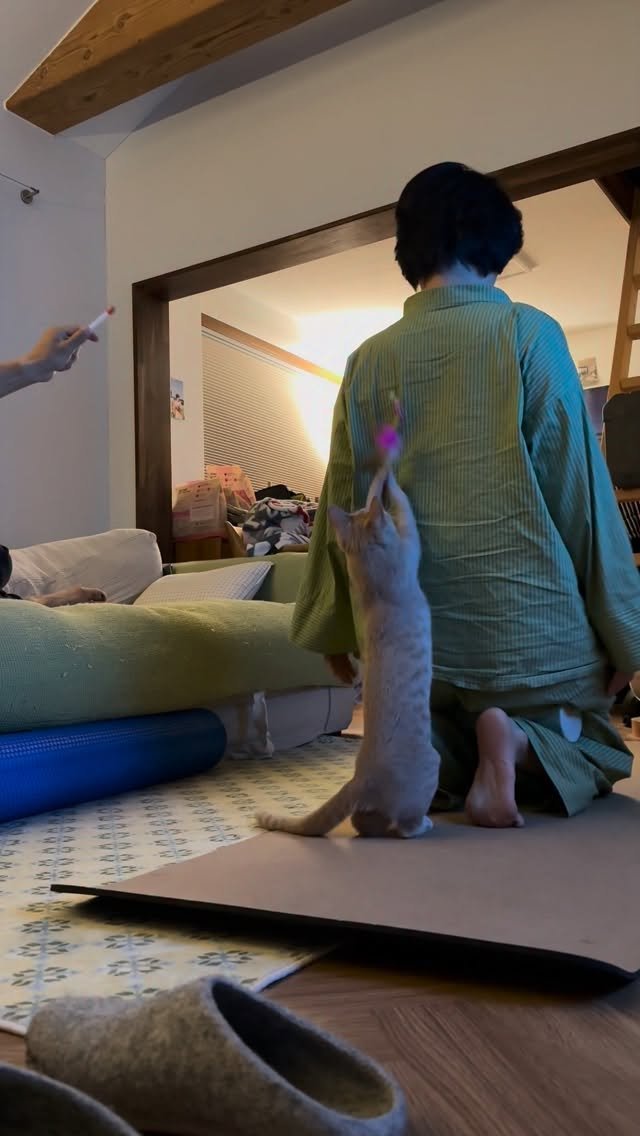 soongu_salgu 게시물 이미지: 캣초딩과의 삶, 매우 웃김 #지팔지구 #tripodcat