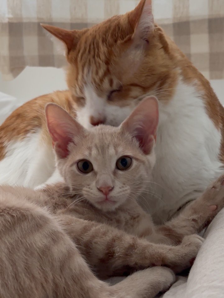 soongu_salgu 게시물 이미지: 그러니까, 사이 좋은 고양이들 끼리는 서로의 침냄새가 진동한다는 걸 이제야 알게된...