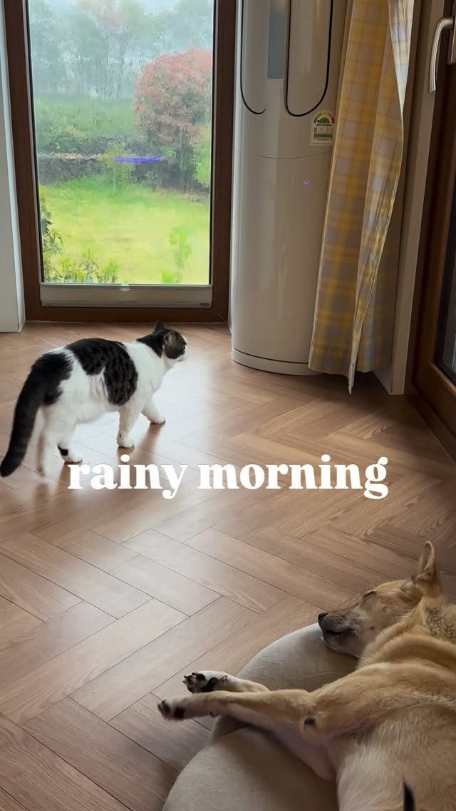 soongu_salgu 게시물 이미지: 잠꼬대하는 방구 여왕님, 우중산책이 기다리고 있어요
#산방구 #고마운살구