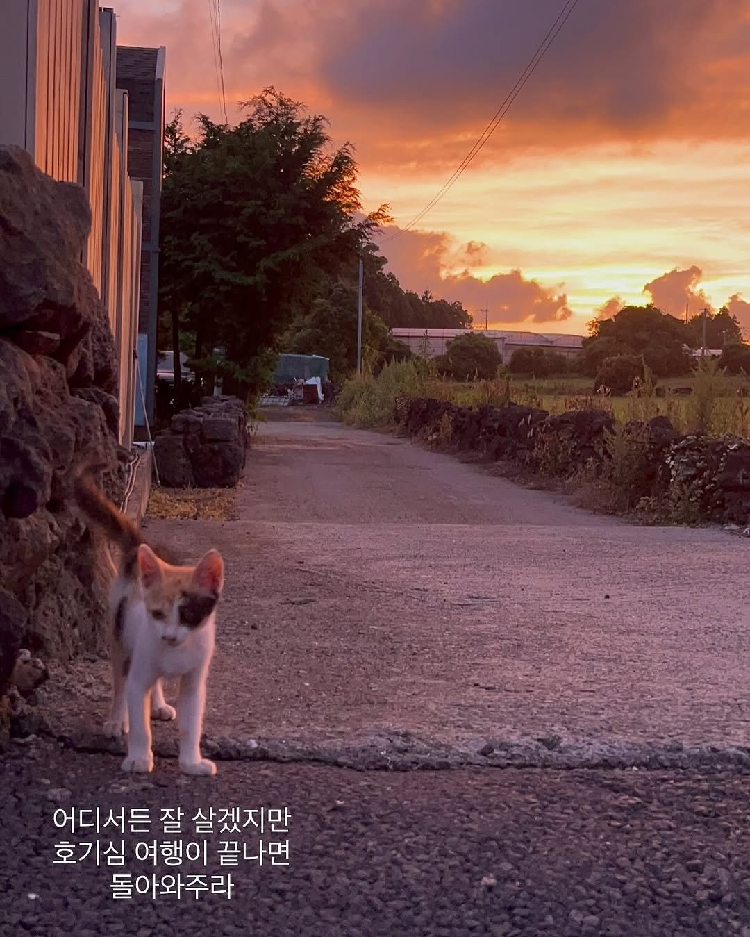 Photo by 순살탱방 on July 18, 2025. May be an image of kitten, tortoiseshell cat, pie, outdoors and text that says '어디서든 잘 살겠지만 호기심 여행이 끝나면 돌아와주라'.