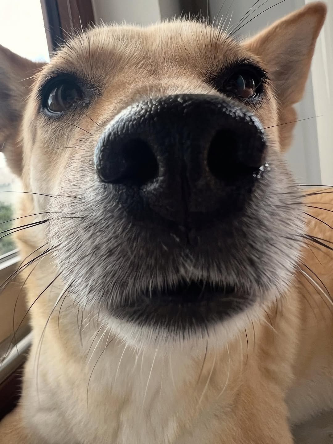 Photo by 순살탱방 on November 02, 2025. May be a closeup of dog and text.