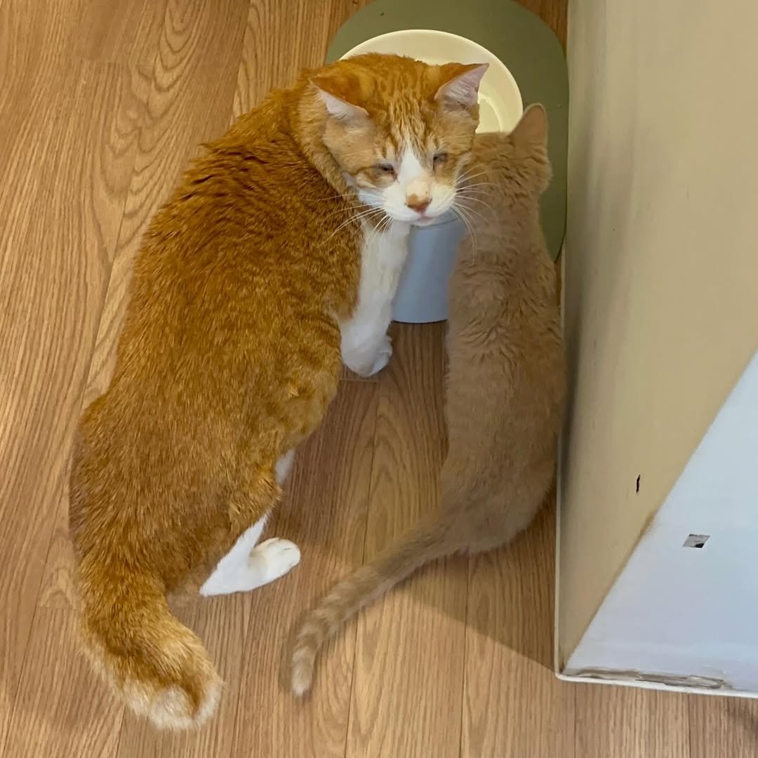 Photo by 순살탱방지 on December 23, 2025. May be an image of kitten, Abyssinian cat and text.