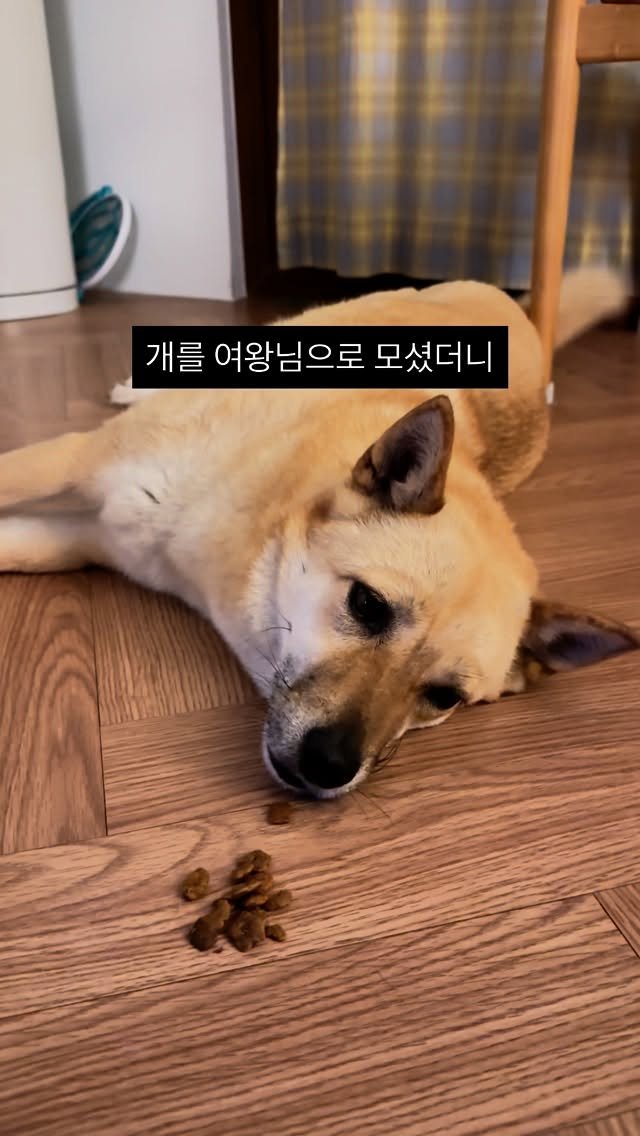 soongu_salgu 게시물 이미지: 바라던대로 버르장머리가 없어짐
#여왕님하고싶은거다해 #산방구