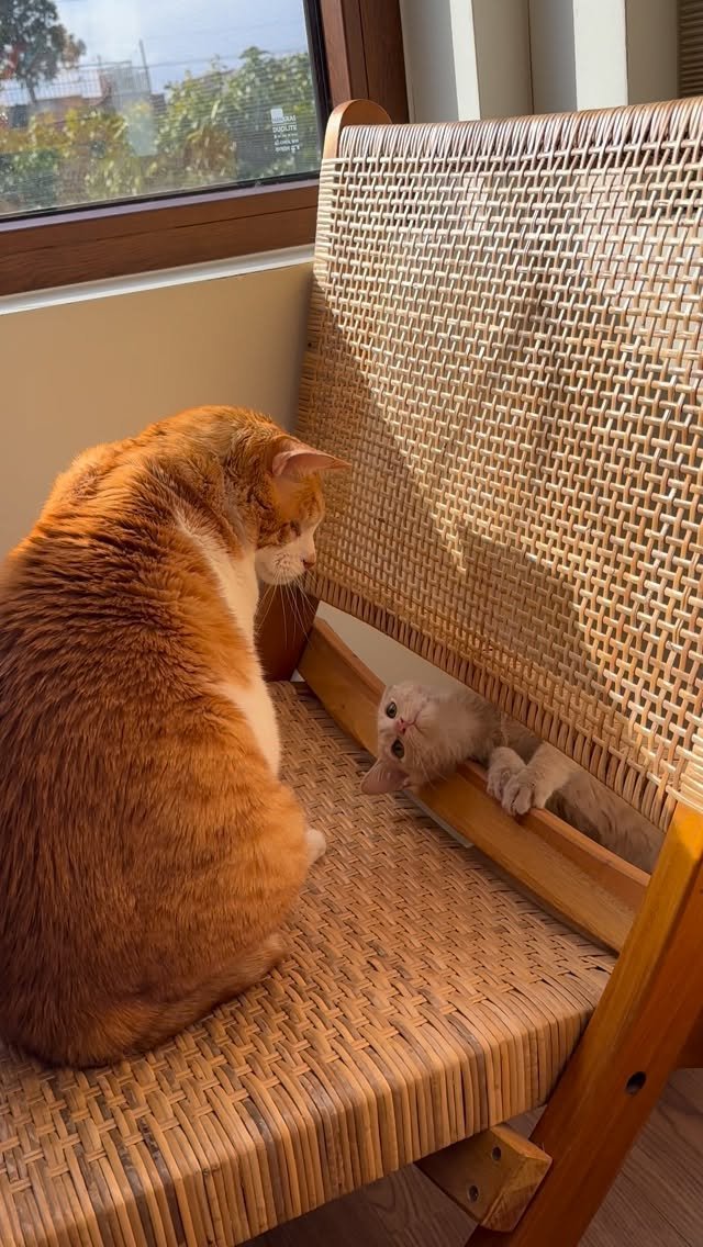 soongu_salgu 게시물 이미지: 아저씨 나 안 보여? 왜 안 보여? 
#댕댕이탱구 #blindcat #지팔지구 #tripodcat