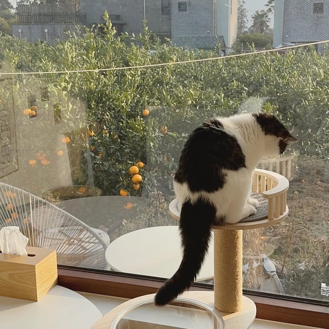 Photo by 순살탱방지 on January 20, 2026. May be an image of kitten, Abyssinian cat and text.