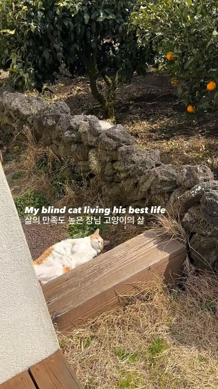 soongu_salgu 게시물 이미지: 볼 수 없어서 더 잘 느끼는 오감 만족 라이프
#댕댕이탱구 #blindcat