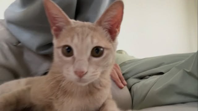 soongu_salgu 게시물 이미지: 조증 고양이가 사는 집에서 스트레칭을 한다는 건
#지팔지구 #tripodcat #골골골골