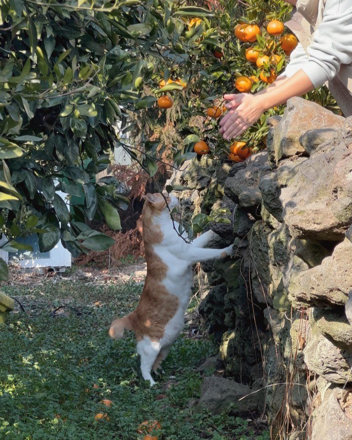 soongu_salgu 게시물 이미지: 한라봉 따다가 보니 어느새 옆밭에 넘어가있다. 탱구는 눈도 없고 겁도...