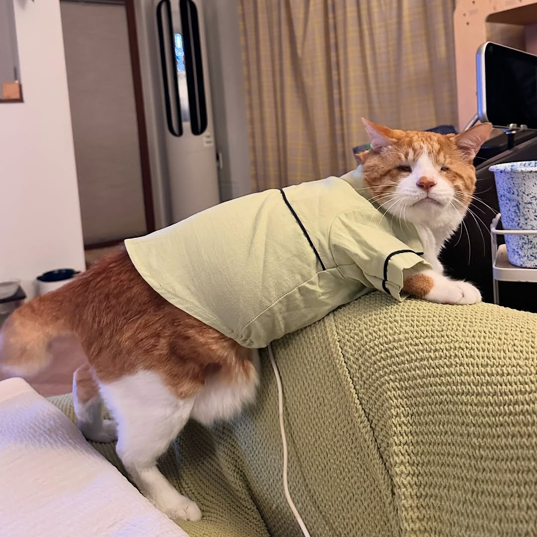 soongu_salgu 게시물 이미지: 누가 나 궁디 좀 토닥해줄래
#댕댕이탱구 #blindcat