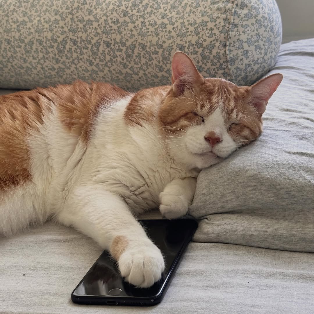 soongu_salgu 게시물 이미지: 엄마가 잘 때 핸드폰하지 말라그랬지
#댕댕이탱구 #blindcat