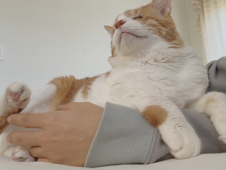 soongu_salgu 게시물 이미지: 눈도 없는게 어떻게 찾아내는 건지 성큼성큼 다가와 내 팔에 다리를 턱 올리고 기대면...