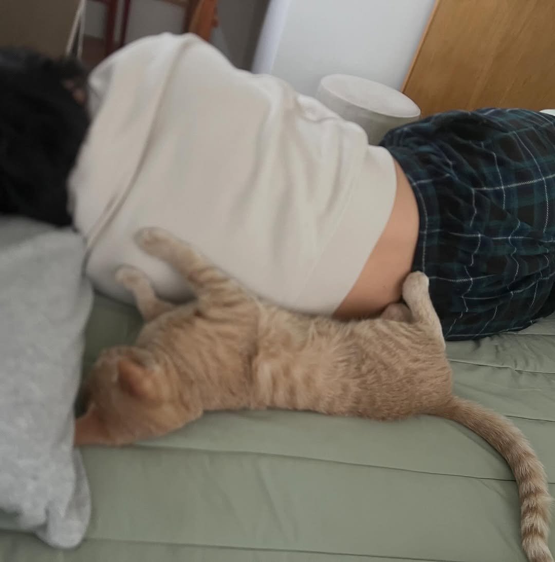 Photo by 순살탱방지 on April 18, 2026. May be an image of sleeping, kitten, Abyssinian cat and text.