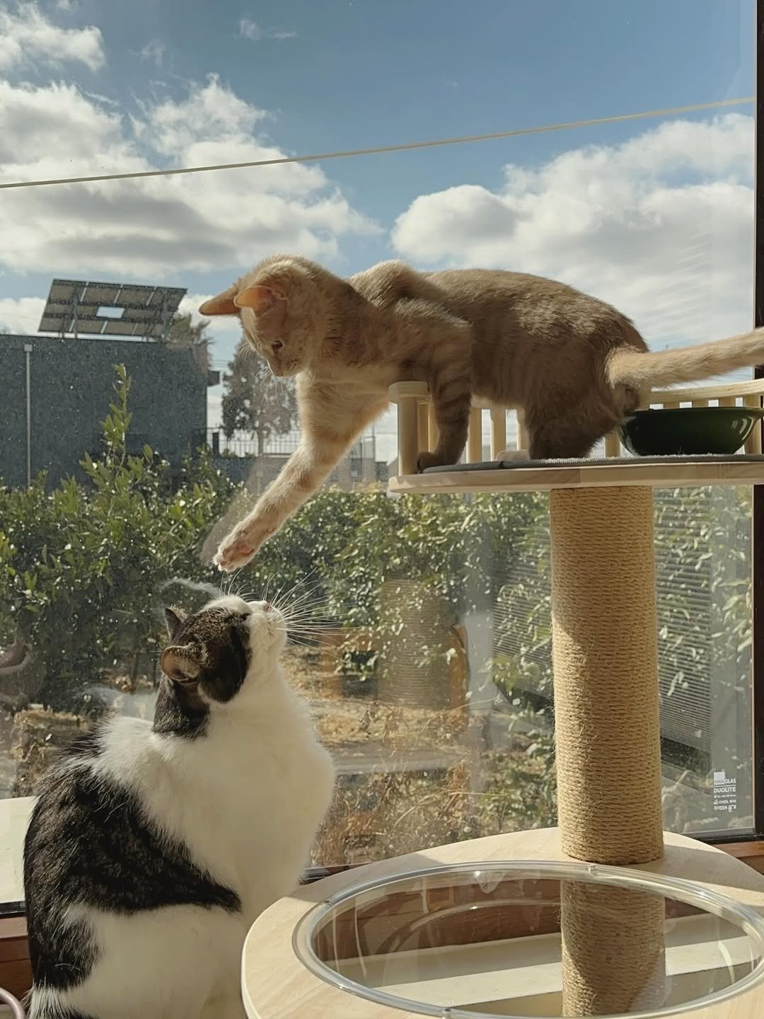 Photo by 순살탱방지 on February 07, 2026. May be an image of ragdoll cat, kitten, Abyssinian cat, tortoiseshell cat and text.