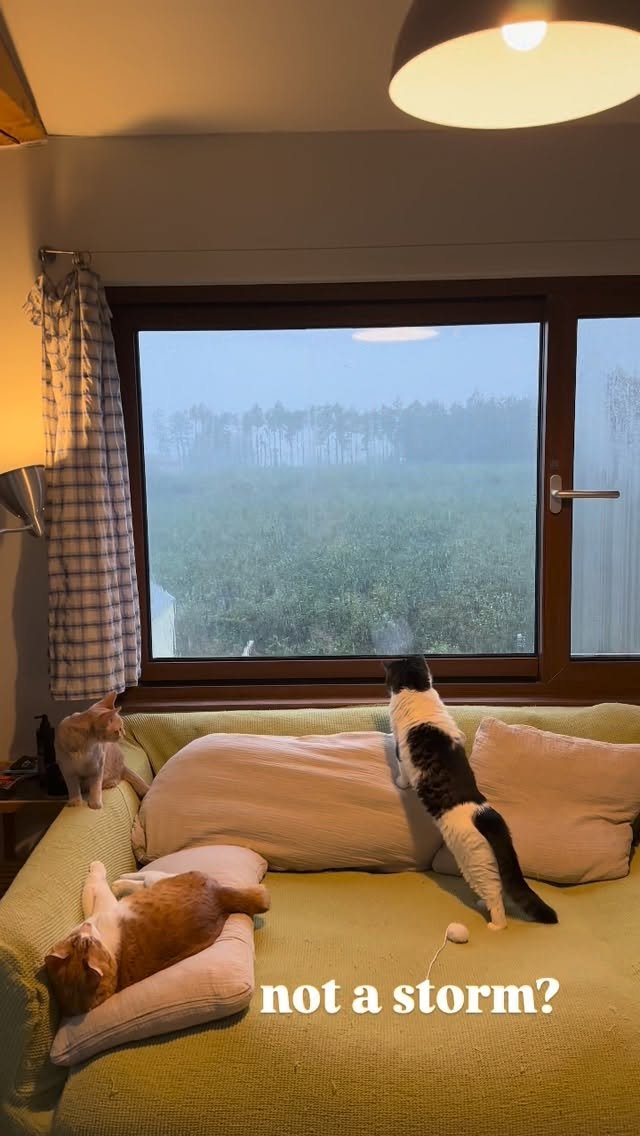 soongu_salgu 게시물 이미지: 비바람 결항으로 손님을 잃었지만 어두컴컴한 휴일이 즐거운 우리, 천둥번개친다ㅏㅏㅏㅏ
#순살탱방지