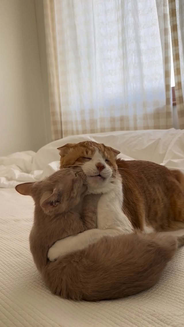 soongu_salgu 게시물 이미지: 치즈 조림 
#털길이벤트 #댕댕이탱구 #지팔지구 #blindcat