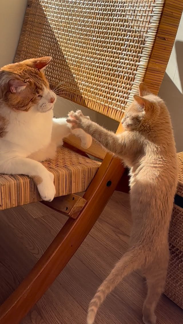 soongu_salgu 게시물 이미지: 탱구의 본체가 비단 성격이 아니라 치즈 고양이 자체의 지랄맞음이라는 깨달음을 얻는...