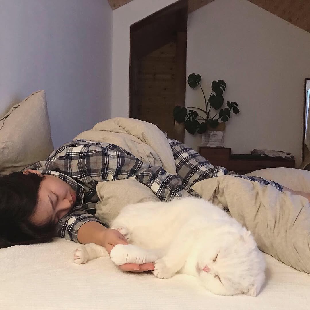 Photo by 순살탱방 on September 21, 2025. May be an image of 1 person, sleeping, ragdoll cat, kitten, Persian cat, bed, bedroom and text.