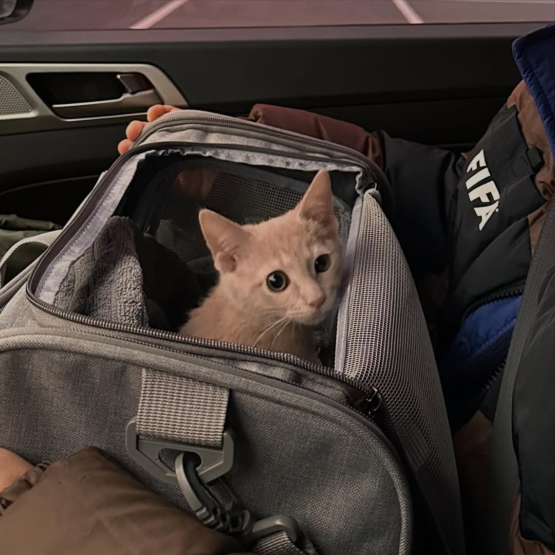 Photo by 순살탱방지 on December 17, 2025. May be an image of Abyssinian cat, kitten, seatbelt, sling and text.