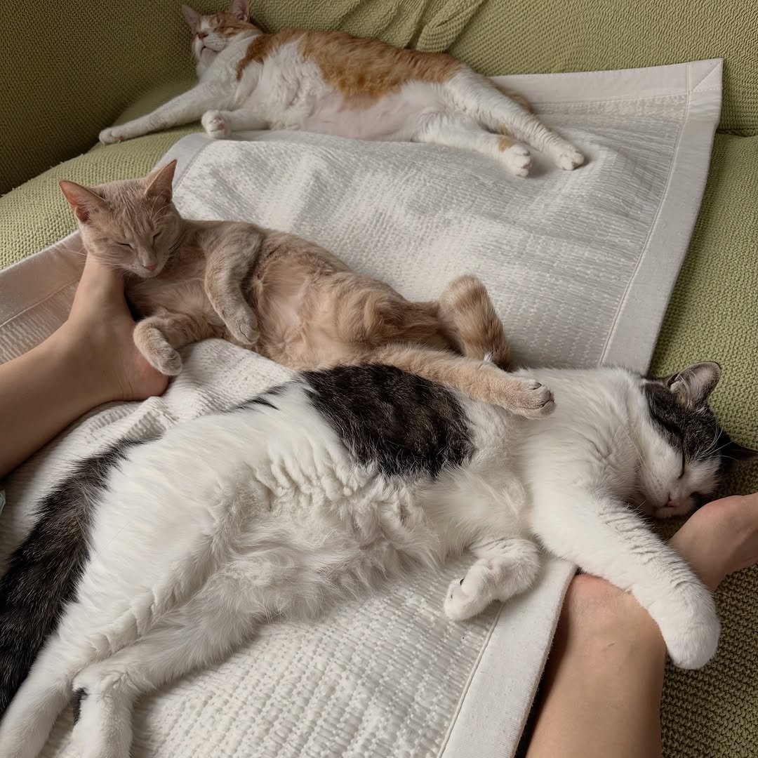 soongu_salgu 게시물 이미지: 남편이 우리집엔 고양이가 넷이라고 했다, 반박하기 어렵다
#순살탱방지