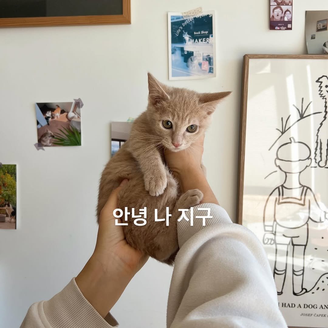 Photo by 순살탱방지 on December 18, 2025. May be an image of Abyssinian cat, kitten and text.