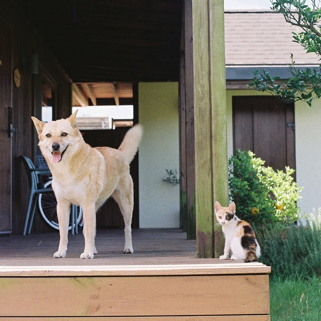 Photo by 순살탱방 on September 16, 2025. May be an image of corgi, kitten, collie, Norwich terrier and text.