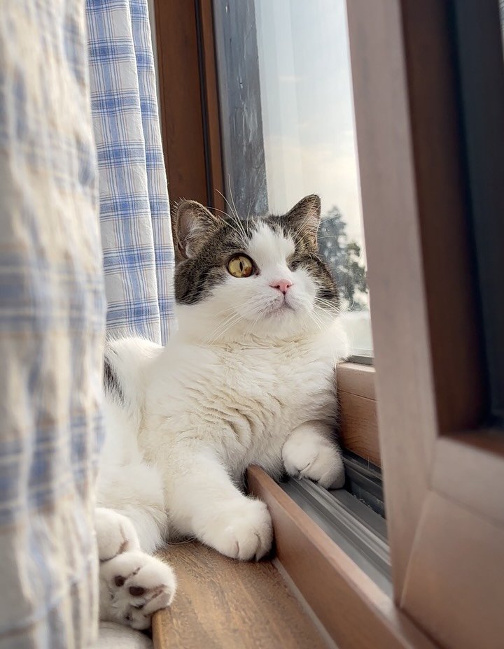 soongu_salgu 게시물 이미지: 오둥이들을 보내고 사는게 무료해질 무렵 또 그런 생각이 들었다. 다섯마리...