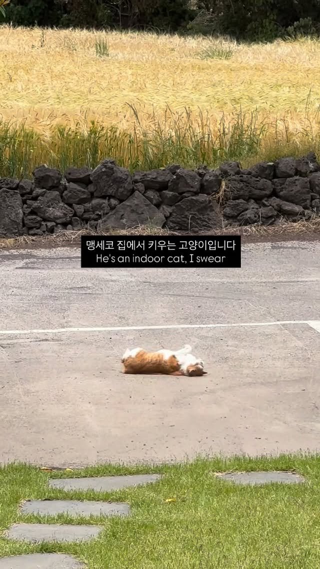 soongu_salgu 게시물 이미지: 요즘 또 안 내보내주면 오줌테러를 하기 시작했다, 난 억울해
#댕댕이탱구 #blindcat
