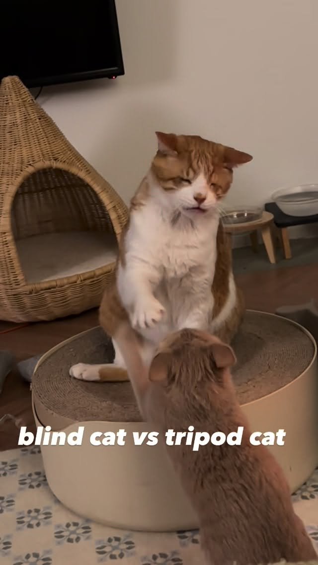 soongu_salgu 게시물 이미지: 요즘 제일 재밌는거, 동생 이겨먹겠다고 눈코입 다 벌리고 있는 탱구오빠
#댕댕이탱구...