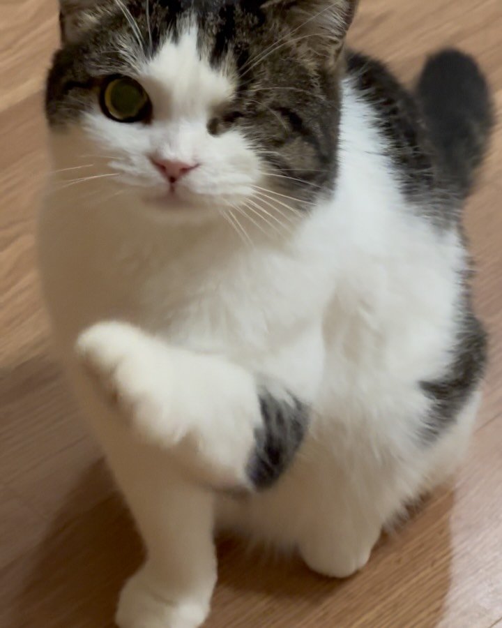 soongu_salgu 게시물 이미지: 참치 말고 북어ㅇㅇ #고마운살구 #oneeyedcat