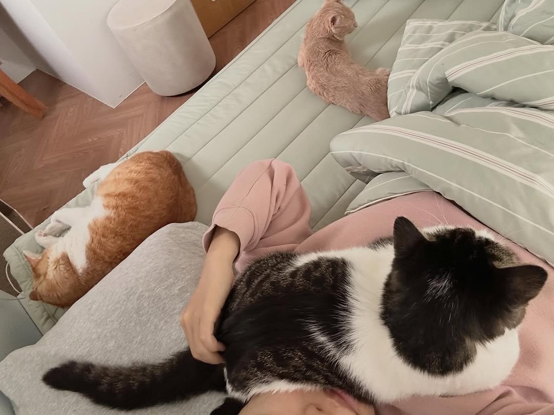 Photo by 순살탱방지 on April 11, 2026. May be an image of sleeping, ragdoll cat, kitten, tortoiseshell cat, Abyssinian cat, bedroom and text.