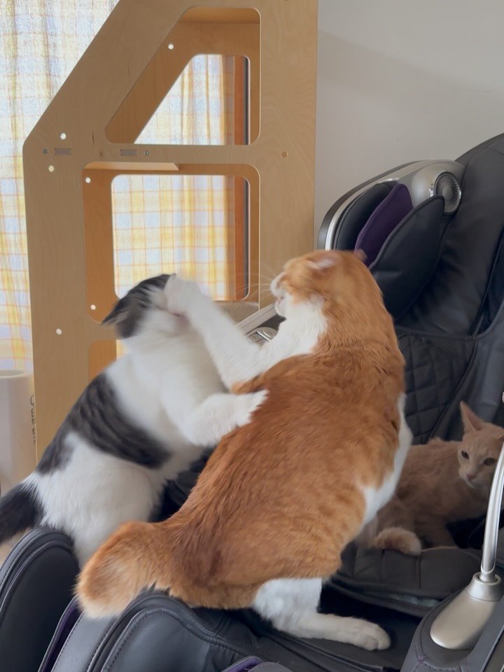 soongu_salgu 게시물 이미지: 웃긴게 눈 하나 없는 애가 주먹이 제일 빠르고, 눈 둘 다 없는 애가 창밖 보는 걸...