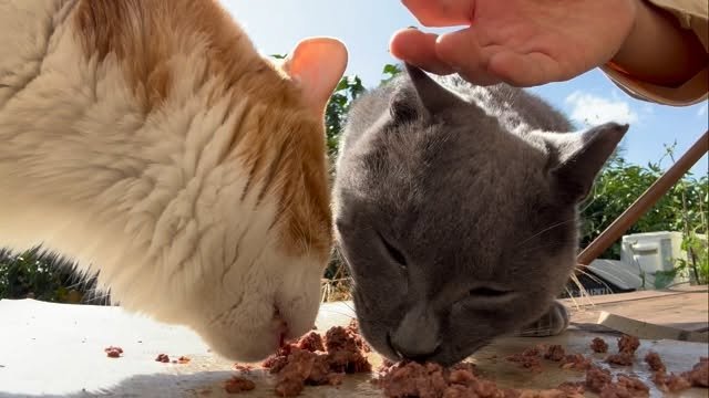 soongu_salgu 게시물 이미지: 매일 보니까 당연해서 안 찍지만 우리 이정도 터치는 가능한 사이가 됐다 물론 먹을...