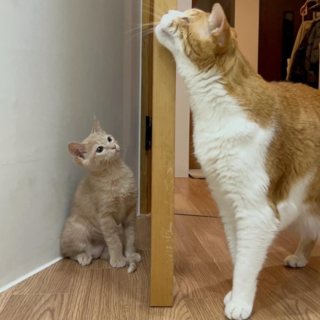 Photo by 순살탱방지 on December 22, 2025. May be an image of ragdoll cat, Abyssinian cat, kitten, tortoiseshell cat and text.