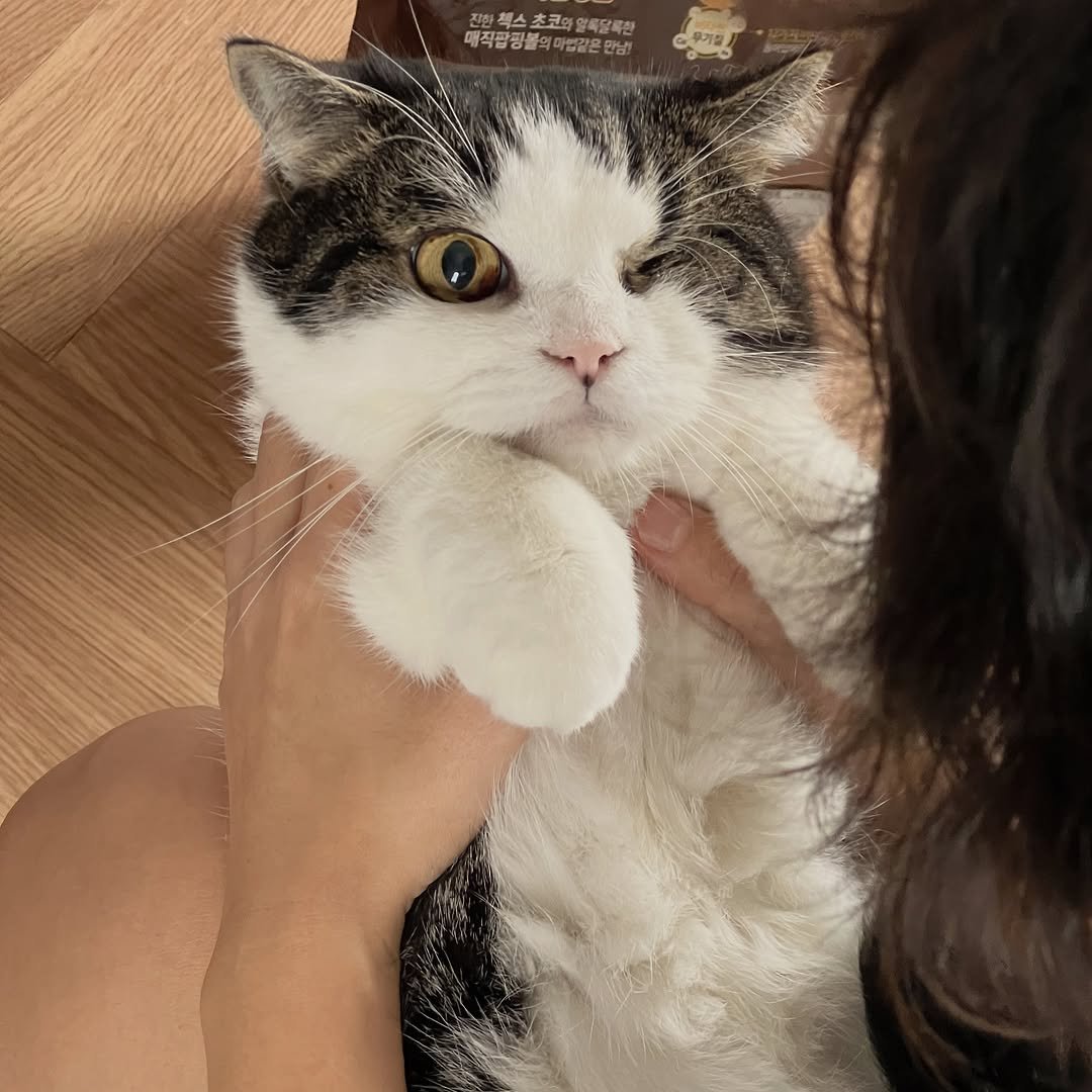 Photo by 순살탱방 on September 30, 2025. May be an image of 1 person, ragdoll cat, Persian cat, Abyssinian cat, kitten, oatmeal cookies, fur, petfood and text.