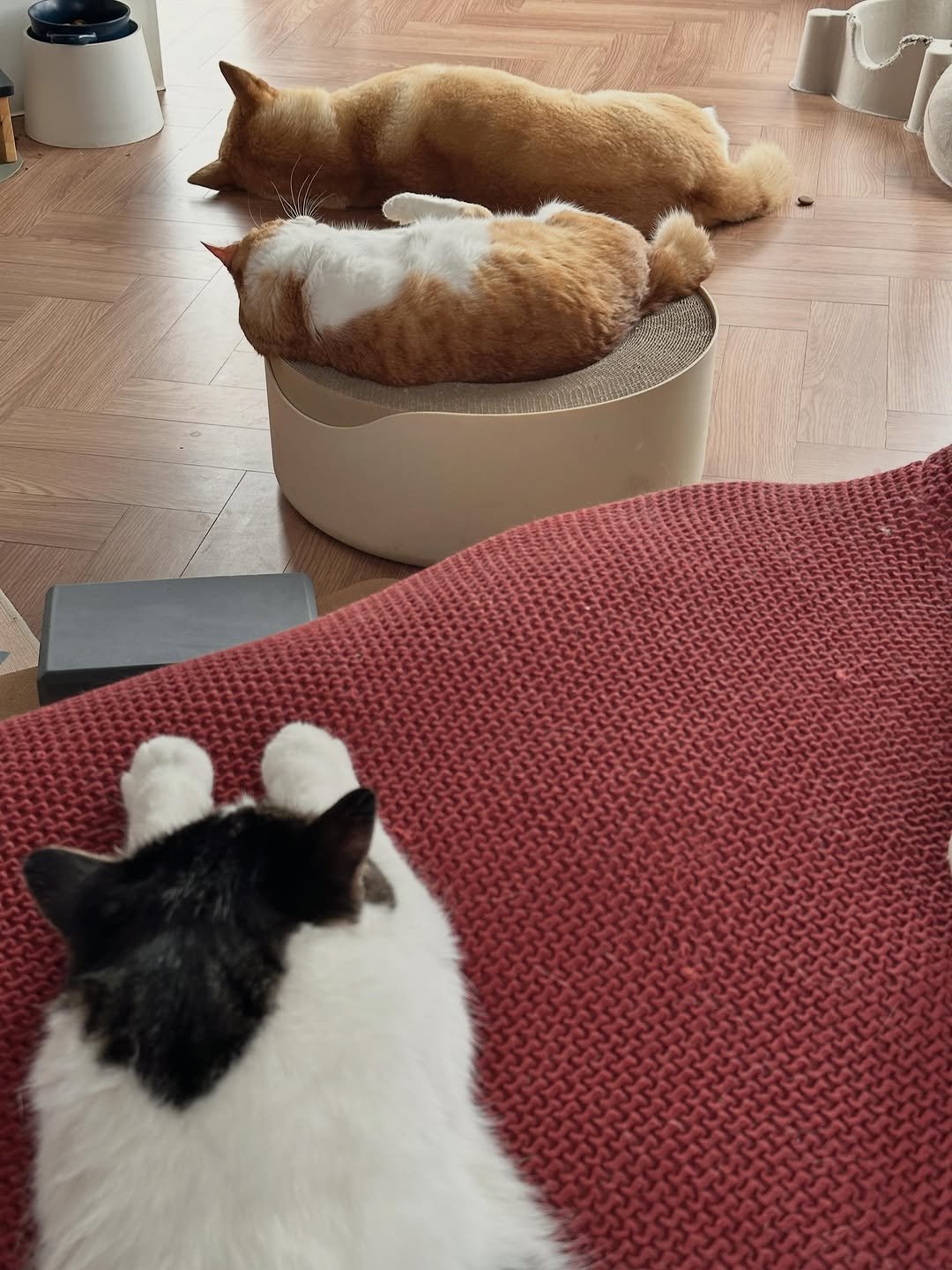 soongu_salgu 게시물 이미지: 누렁이들이 과반수를 넘으면서 누리끼리한 집이 점점 거슬렸다. 정확히는 나무집에...