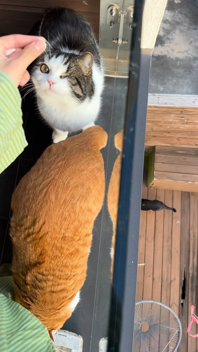 soongu_salgu 게시물 이미지: 어떤 오후 #그리니동물농장 #살구탱