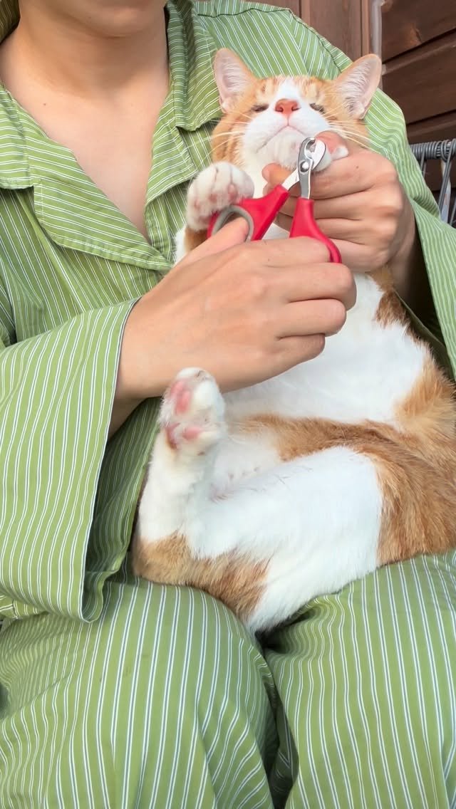 soongu_salgu 게시물 이미지: 발톱 깍고 간식 먹는 우리 순둥순둥 순둥이
#댕댕이탱구 #blindcat...