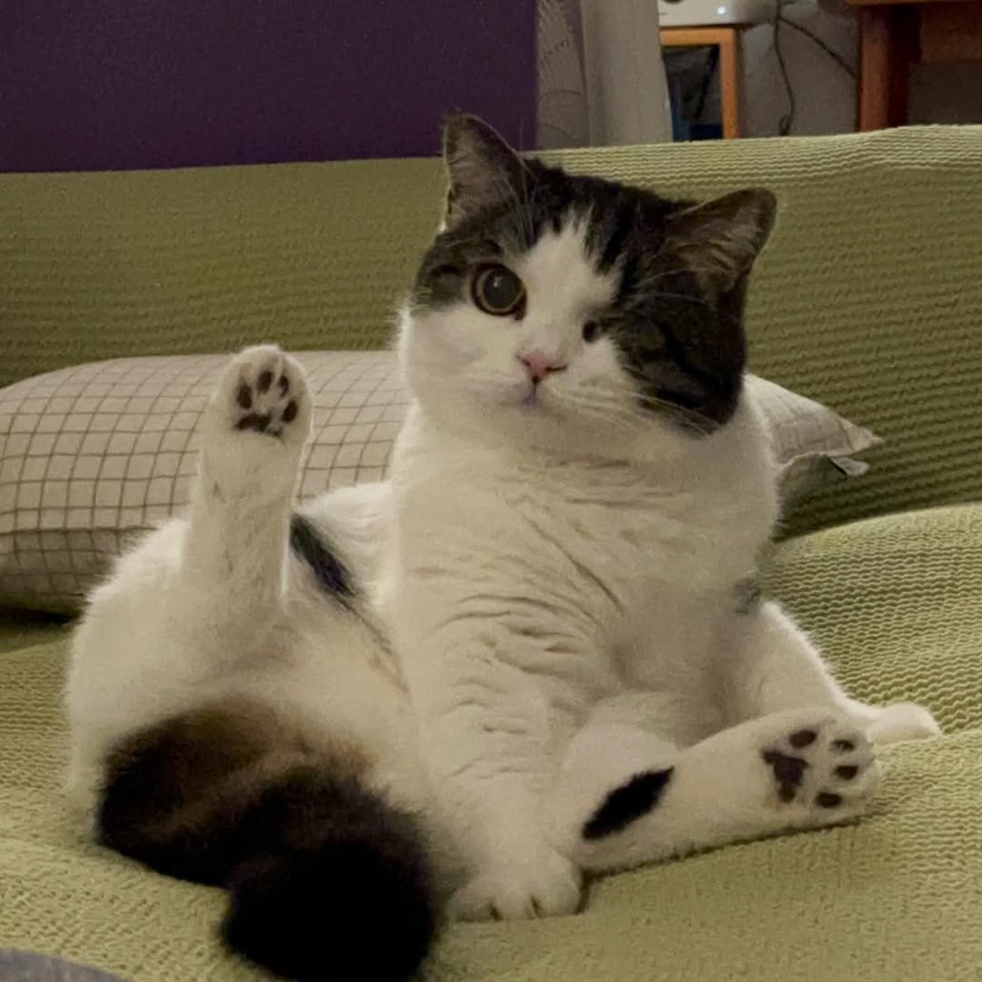 Photo by 순살탱방지 on December 27, 2025. May be an image of ragdoll cat, kitten and text.