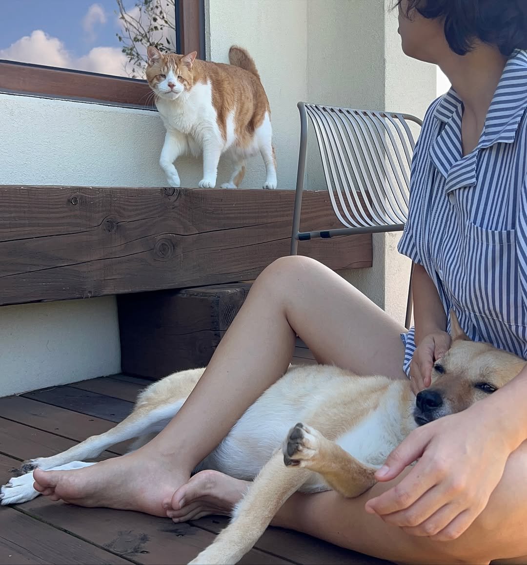 Photo by 순살탱방 on October 23, 2025. May be an image of Abyssinian cat, kitten, Pekinese, chihuahua and text.