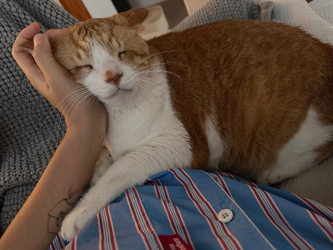 Photo by 순살탱방 on August 06, 2025. May be an image of sleeping, Abyssinian cat, kitten and text.