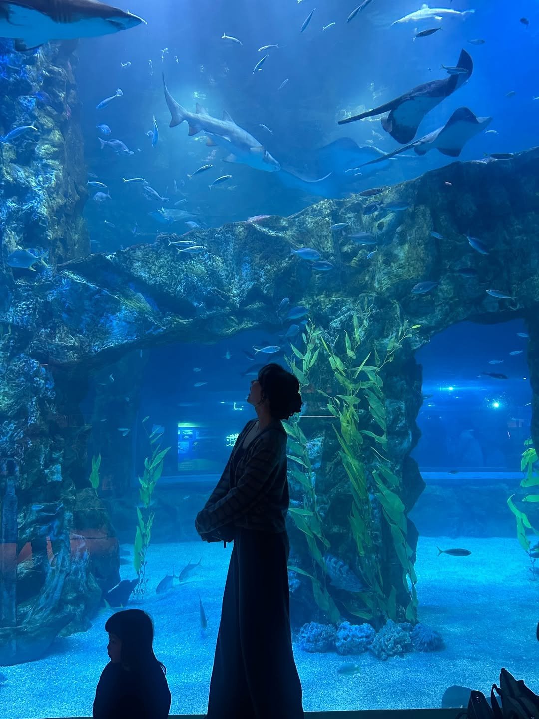 Photo by 이소라 on November 02, 2025. May be an image of shark, aquarium and text.