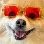 shashamungmung 프로필 사진