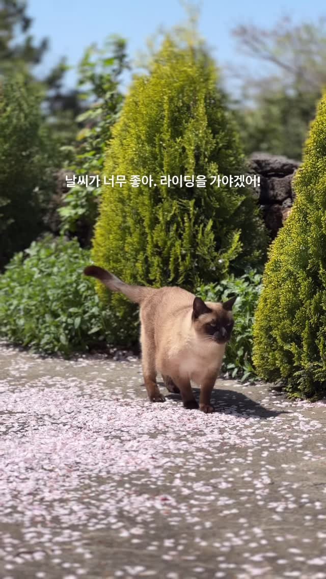 sorisomoonbooks 게시물 이미지: 서점원의 하루
제주로 옵서. 여러분들도 이 아름다움을 흠뻑 느껴보시길 🥹