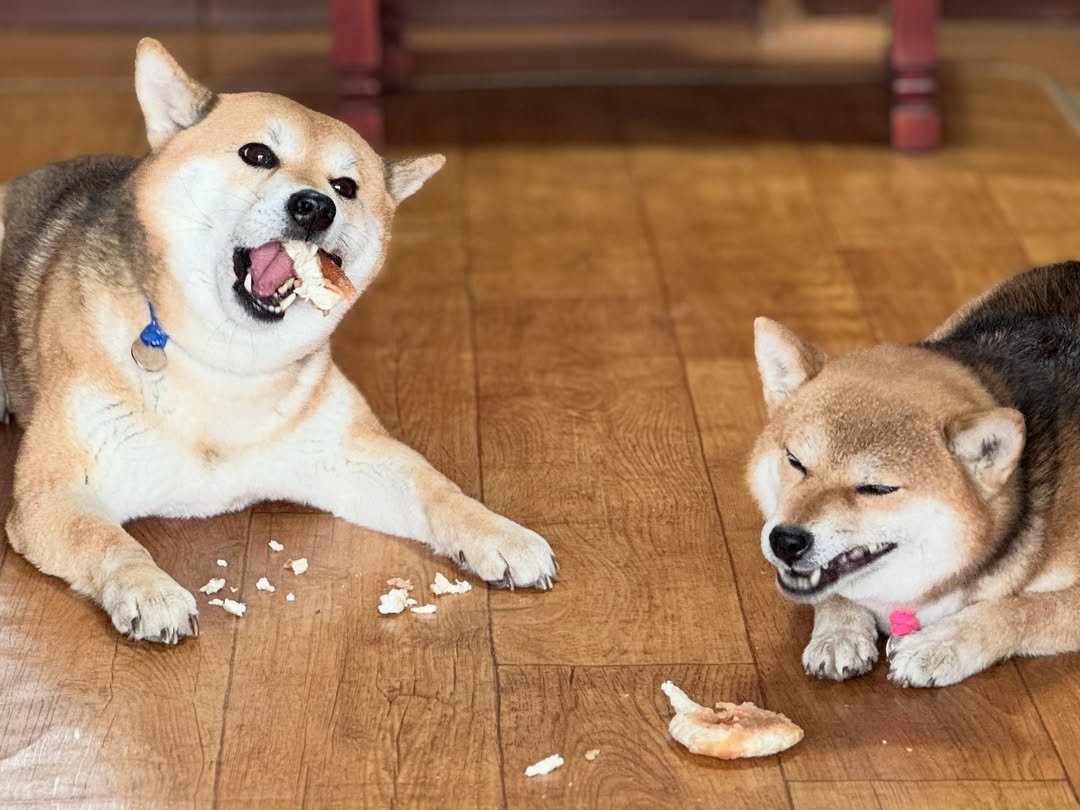 Photo shared by 뚱땅뚱땅 시바견 밤톨이 on February 13, 2026 tagging @bread.bam. May be an image of pet, petfood and text.