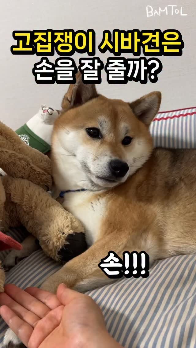 sosimbamtol 게시물 이미지: 손! 밤톨이에게 손을 달라고 하면?
고집쟁이 시바견은 주인에게 손을 잘...