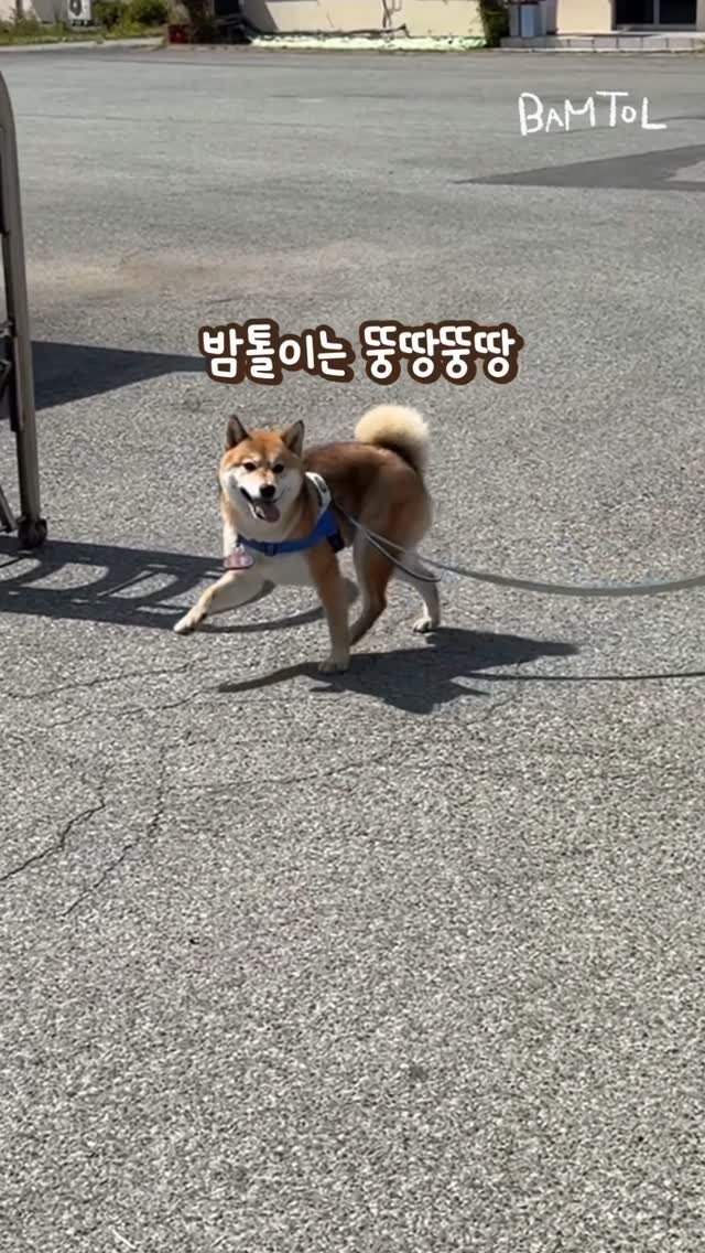 sosimbamtol 게시물 이미지: 좋아하는 사람이랑…🐶🐾🩵
행복의 댄스댄스를 🌰
밤톨이랑 누나랑 촐랑촐랑 춤추니
보는...