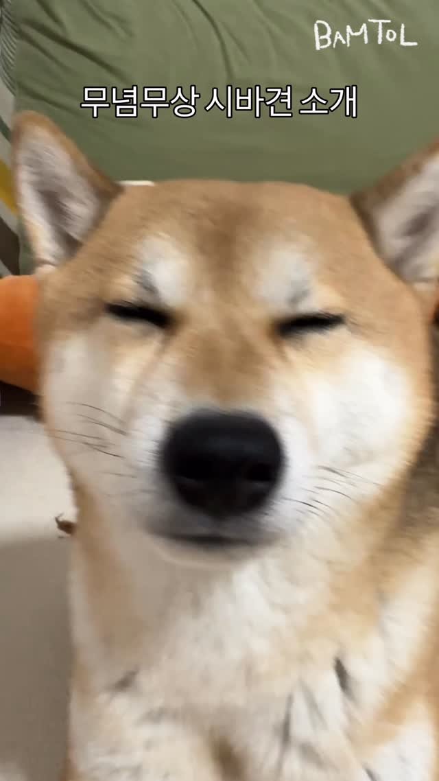sosimbamtol 게시물 이미지: 마음껏 흔들어라 집사야…🐶