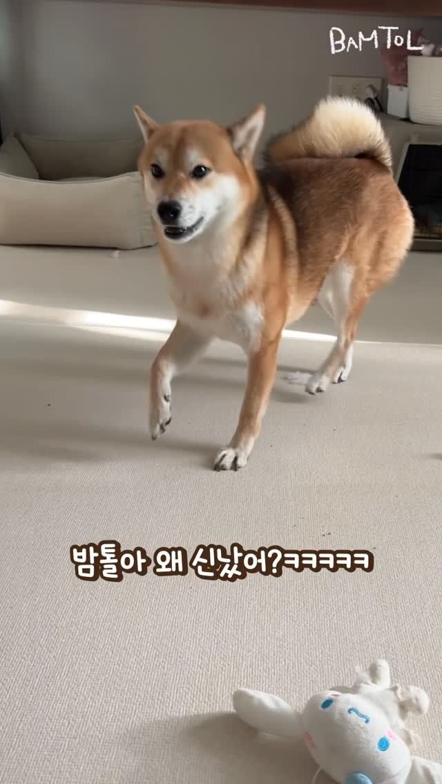 sosimbamtol 게시물 이미지: 밤톨이가 뚱땅뚱땅 신난 이유는???🐾
쓰담쓰담 예뻐해 달래요💖

#뚱땅뚱땅 #밤톨이